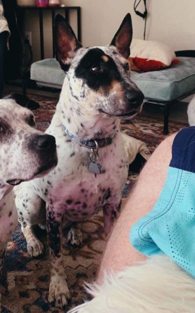 Enlarge Reba, a Adopted mixed breed in Wylie, TX image 2/11