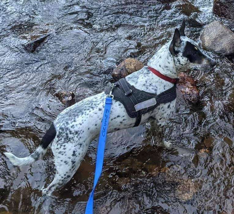 Enlarge Reba, a Adopted mixed breed in Wylie, TX image 4/11