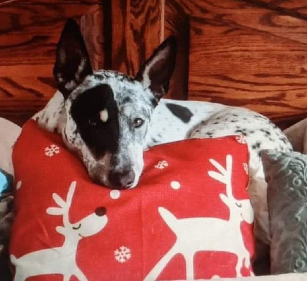 Enlarge Reba, a Adopted mixed breed in Wylie, TX image 5/11