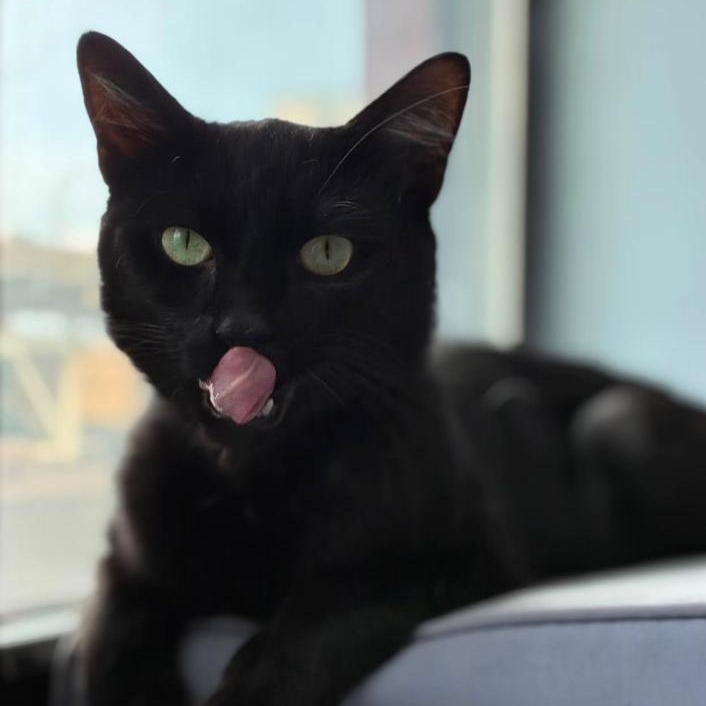 Enlarge Felix, a ADOPTABLE Domestic Short Hair in Astoria, NY image 3/4