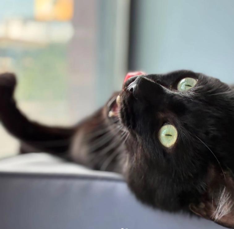 Enlarge Felix, a ADOPTABLE Domestic Short Hair in Astoria, NY image 4/4