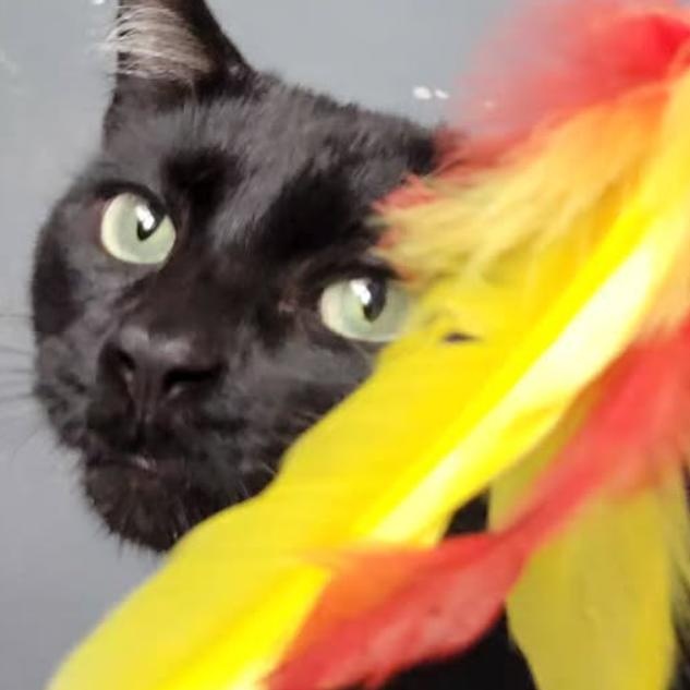 Enlarge Felix, a ADOPTABLE Domestic Short Hair in Astoria, NY image 2/4
