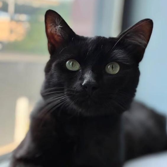 Felix, ADOPTABLE, Young Male Domestic Short Hair.
