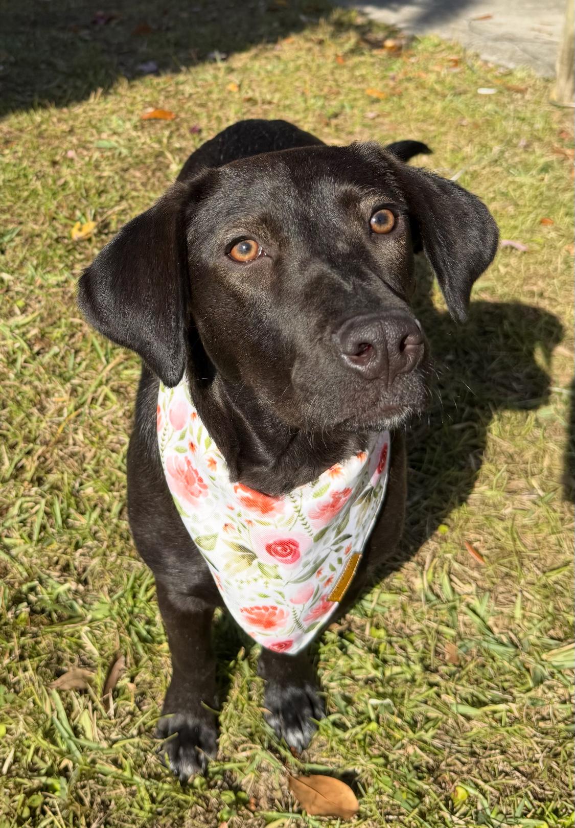 Enlarge Jasmine, a Adoptable mixed breed in Valley Cottage, NY image 1/6