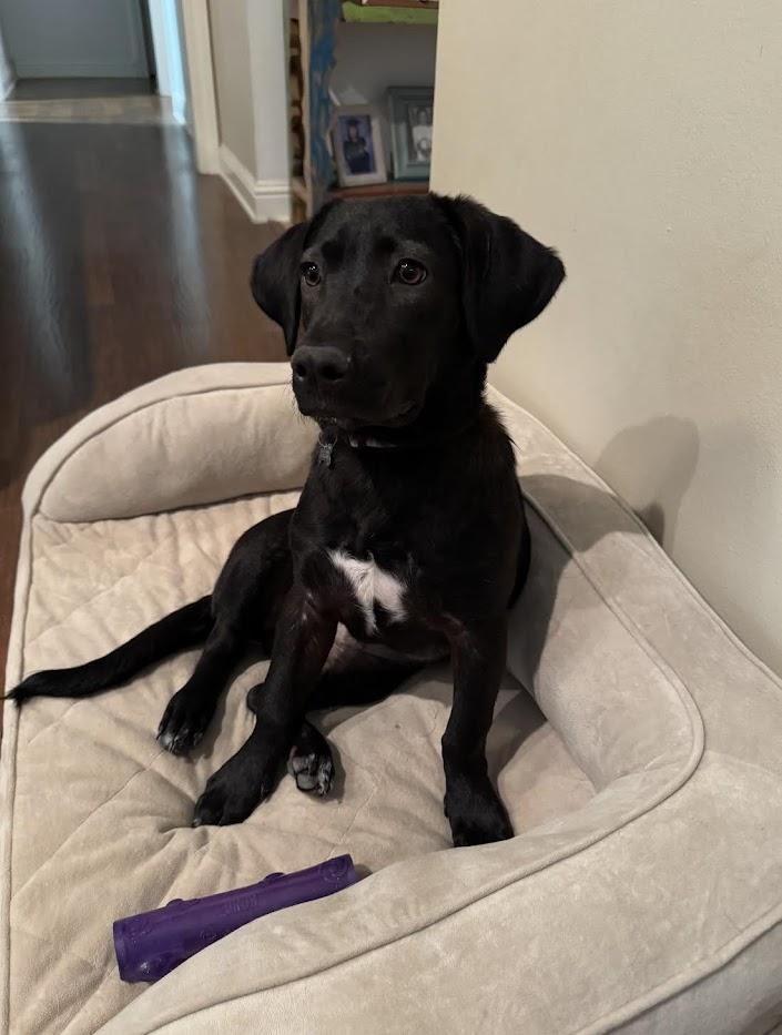 Enlarge Jasmine, a Adoptable mixed breed in Valley Cottage, NY image 2/6