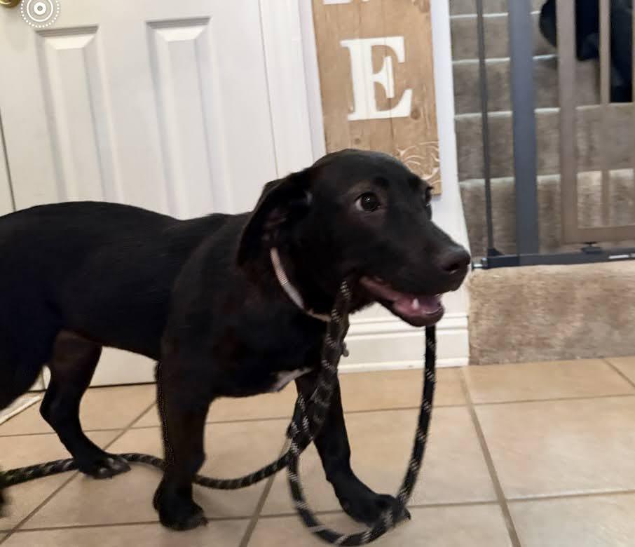 Enlarge Jasmine, a Adoptable mixed breed in Valley Cottage, NY image 4/6