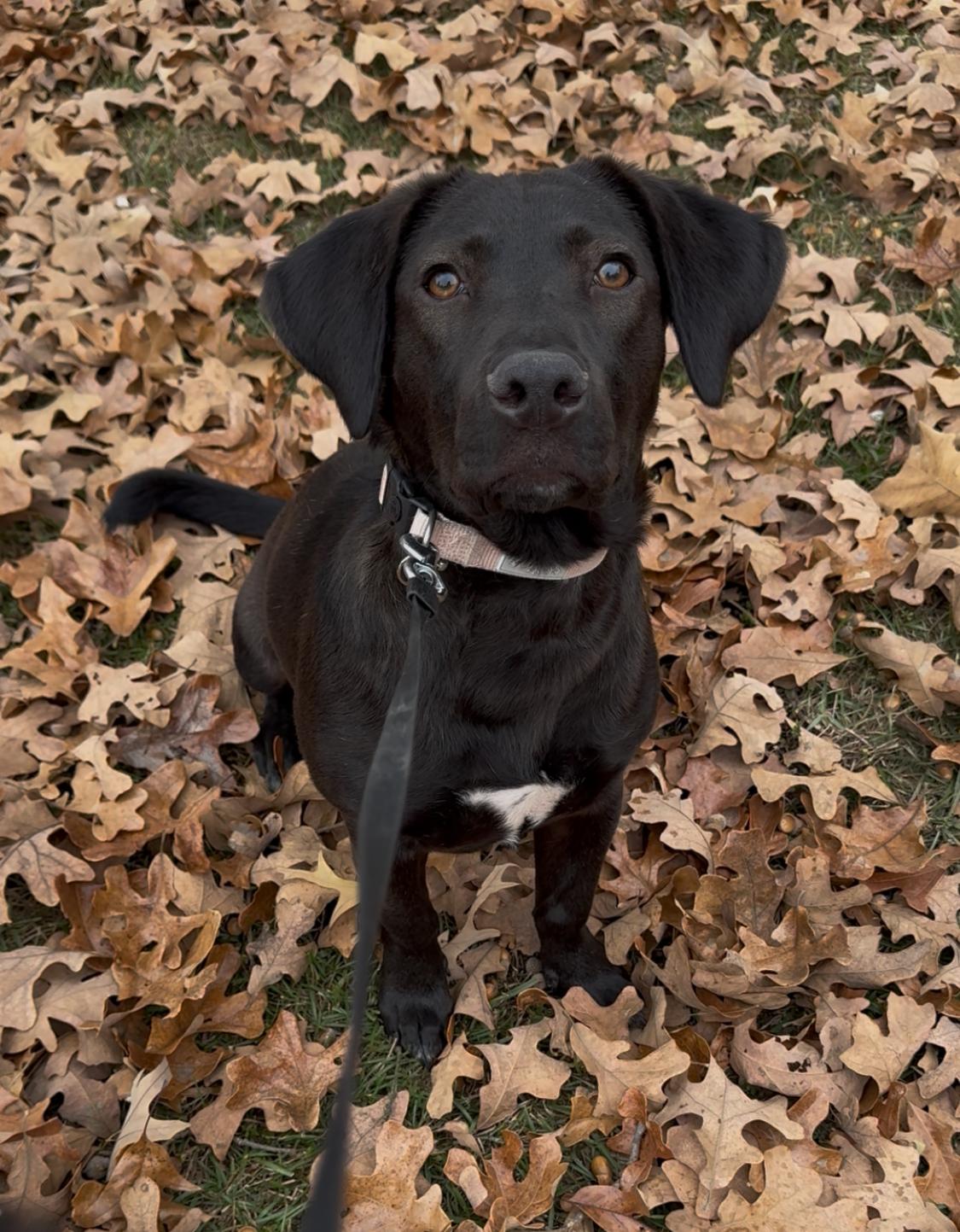 Enlarge Jasmine, a Adoptable mixed breed in Valley Cottage, NY image 3/6