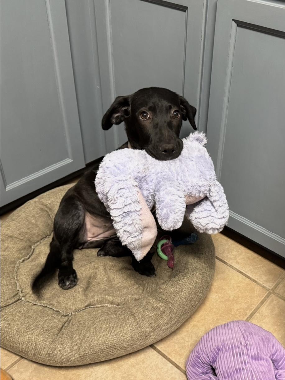 Enlarge Jasmine, a Adoptable mixed breed in Valley Cottage, NY image 5/6