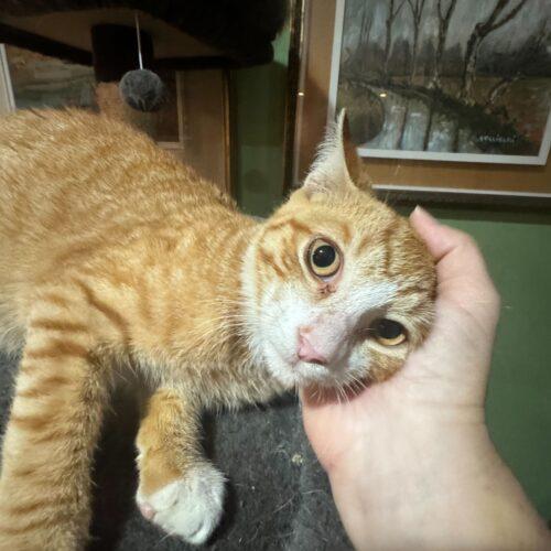 Enlarge James Mackintosh, a Adoptable Domestic Short Hair in Toms River, NJ image 1/6