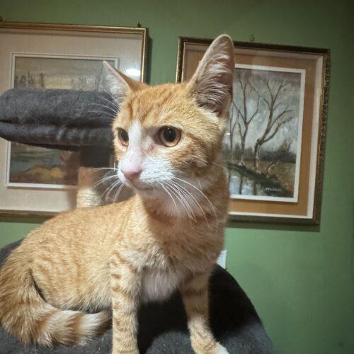 Enlarge James Mackintosh, a Adoptable Domestic Short Hair in Toms River, NJ image 2/6