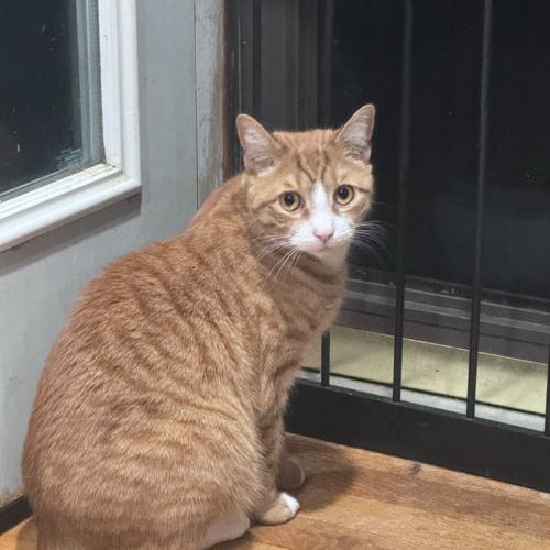 Enlarge James Mackintosh, a Adoptable Domestic Short Hair in Toms River, NJ image 4/6