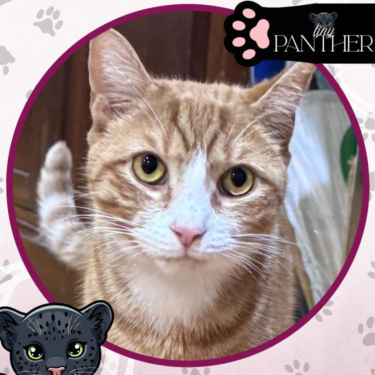 Enlarge James Mackintosh, a Adoptable Domestic Short Hair in Toms River, NJ image 4/6