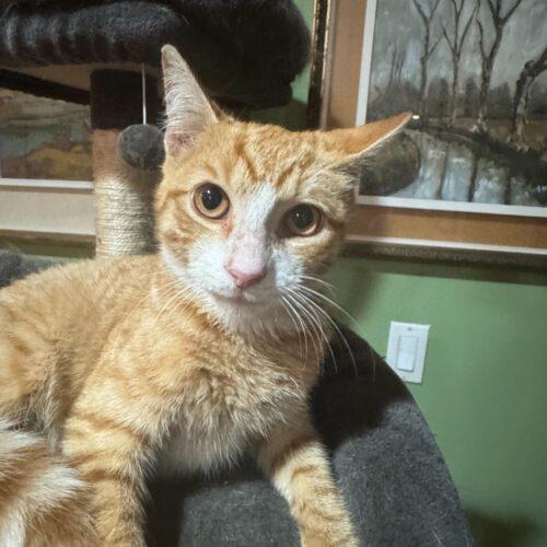 Enlarge James Mackintosh, a Adoptable Domestic Short Hair in Toms River, NJ image 5/6