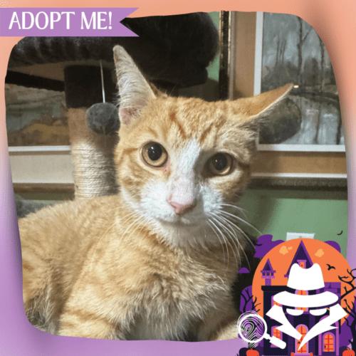 Enlarge James Mackintosh, a Adoptable Domestic Short Hair in Toms River, NJ image 6/6