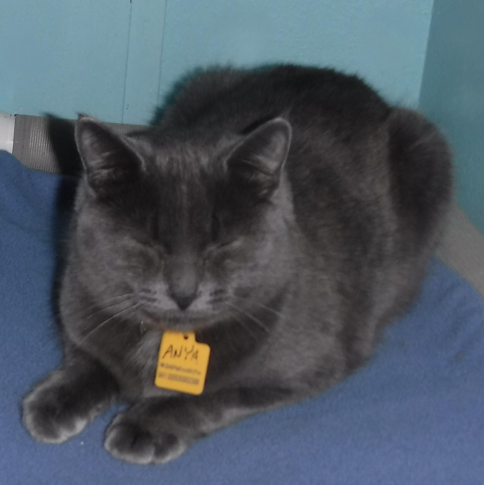 Anya - Sweet Russian Blue Mix