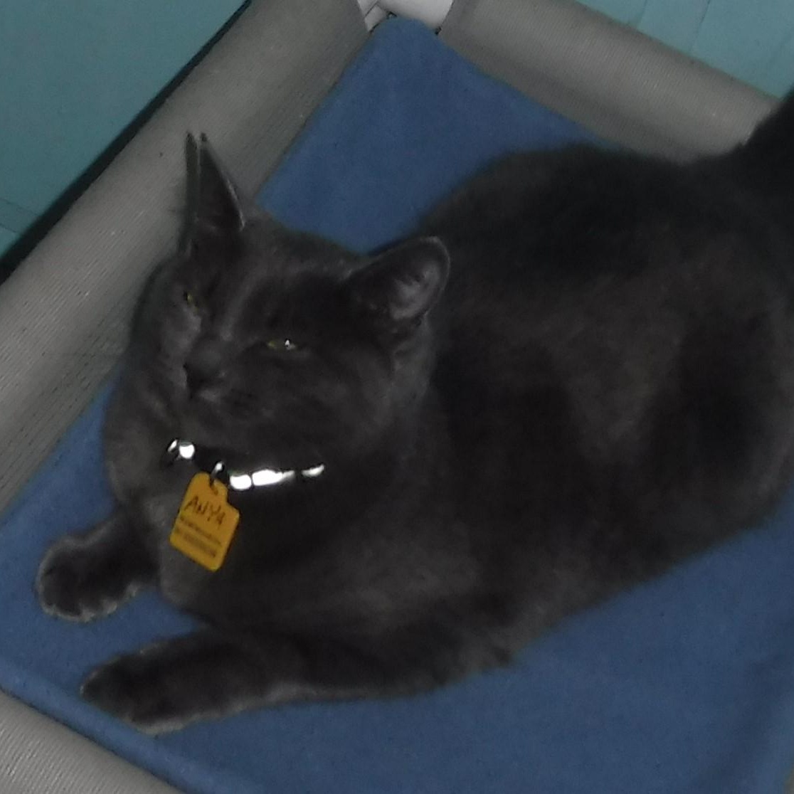 Anya - Sweet Russian Blue Mix