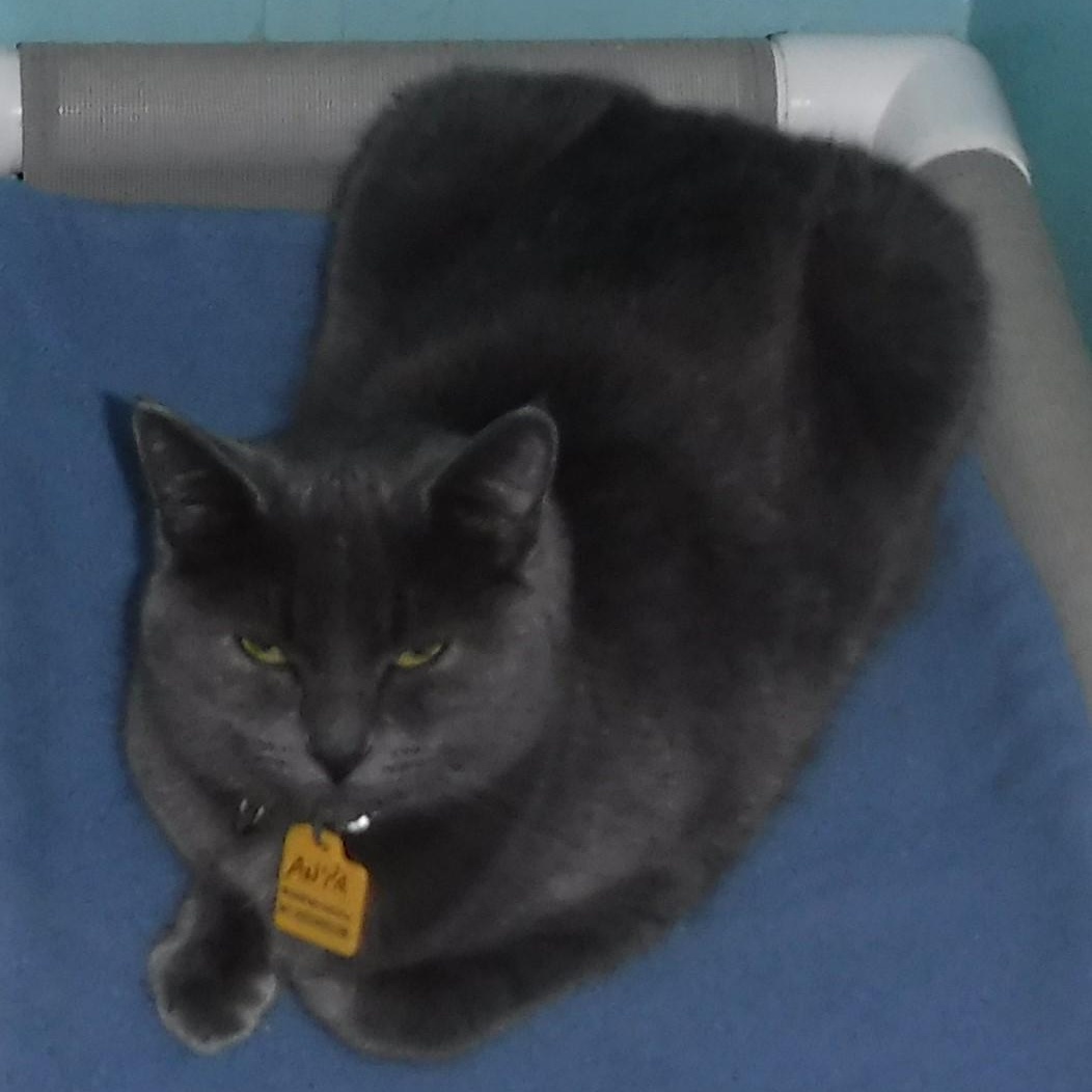 Anya - Sweet Russian Blue Mix