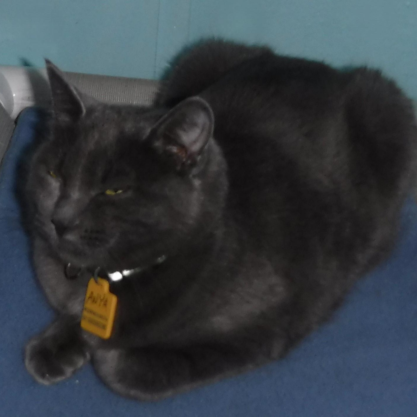 Anya - Sweet Russian Blue Mix