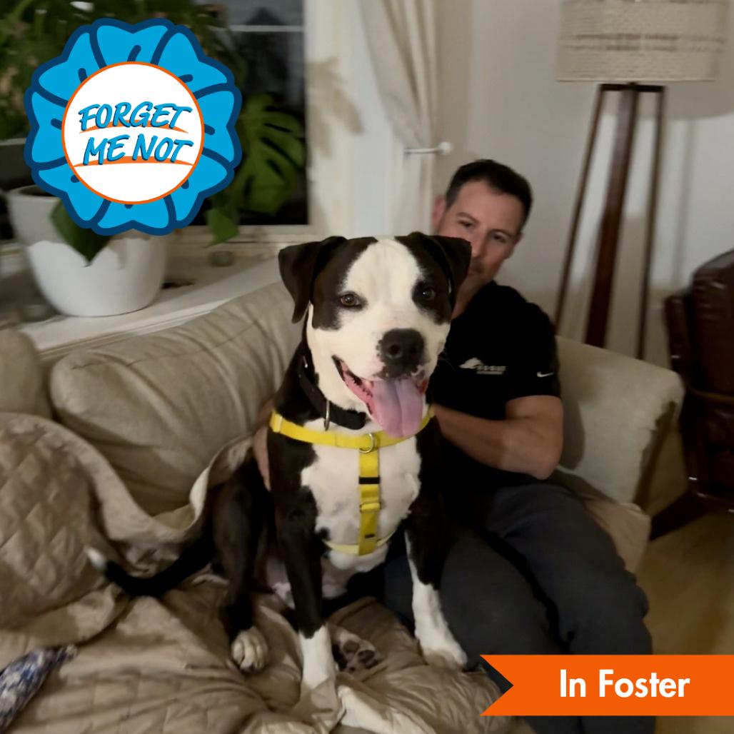 Max, Adoptable, Senior Male American Staffordshire Terrier.