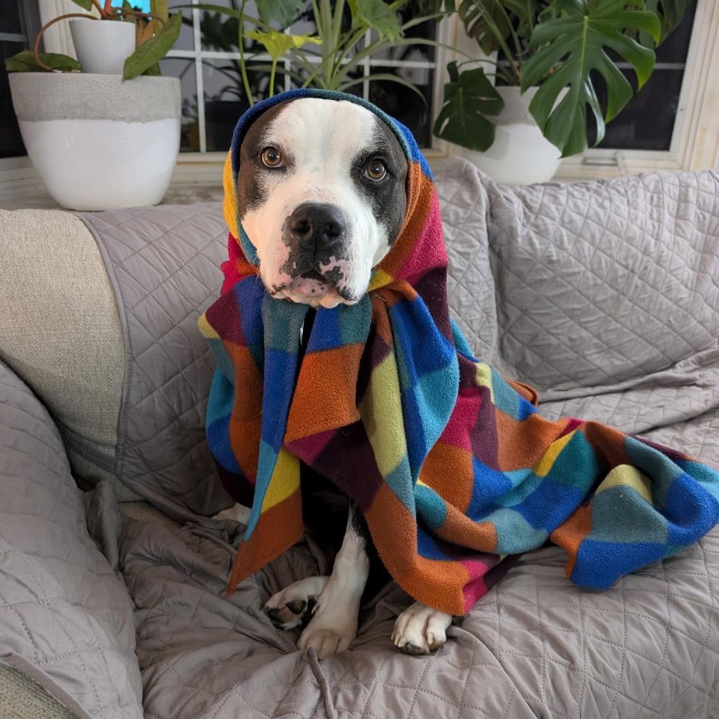 Enlarge Max, a Adoptable American Staffordshire Terrier in Baltimore, MD image 2/5