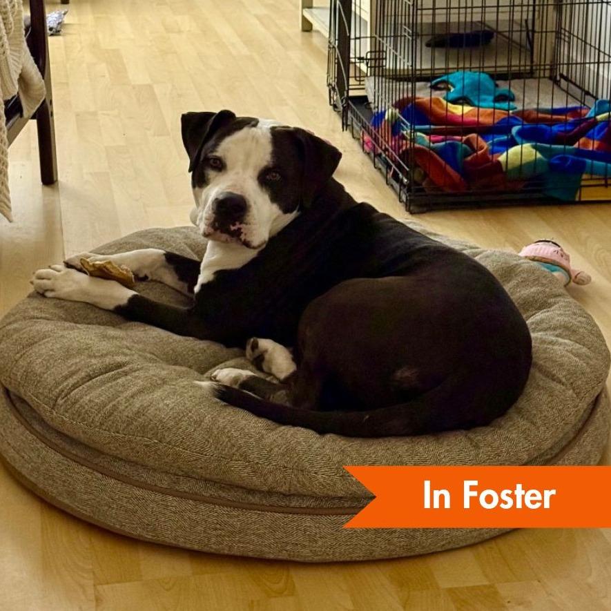 Enlarge Max, a Adoptable American Staffordshire Terrier in Baltimore, MD image 3/6