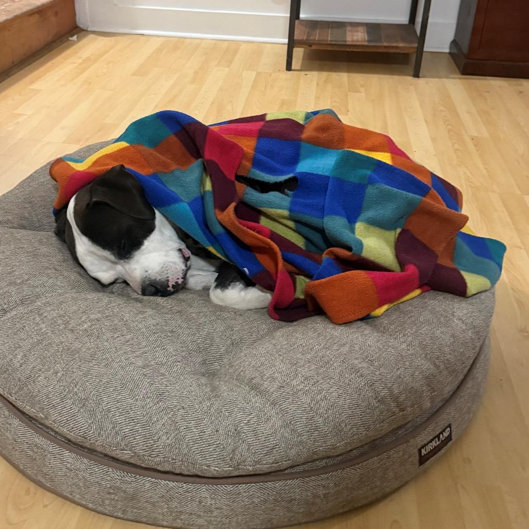 Enlarge Max, a Adoptable American Staffordshire Terrier in Baltimore, MD image 3/5