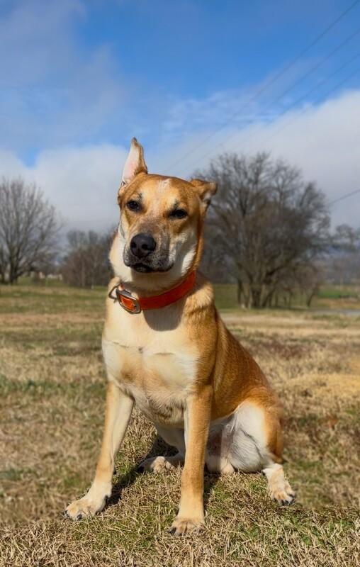Woody, Adoptable, Adult Male Carolina Dog & Black Mouth Cur.