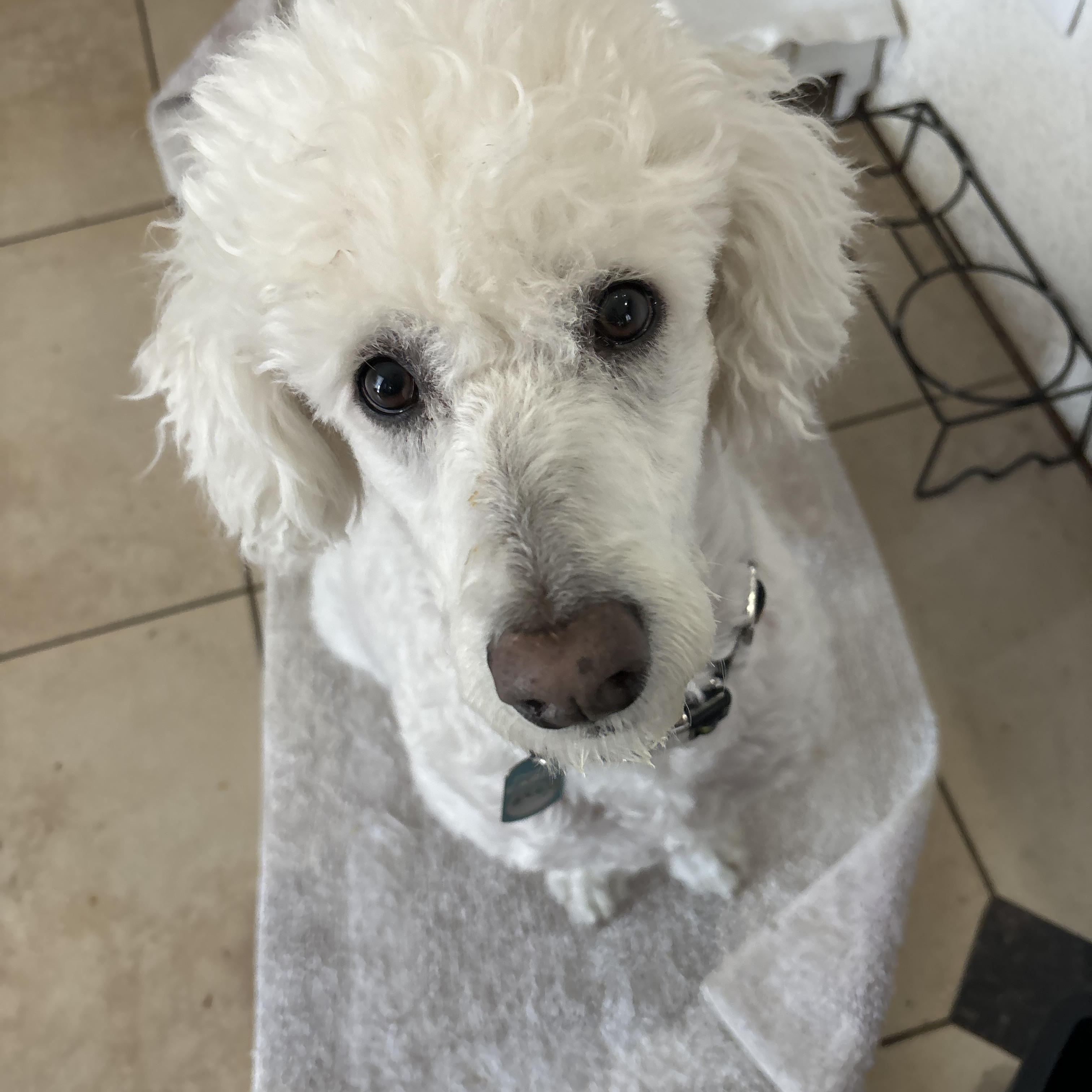 Blackie , adopted, Young Male Standard Poodle.