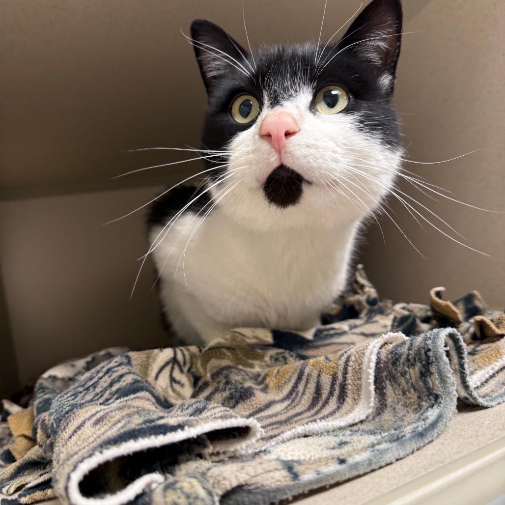 Batman, Adoptable, Adult Male American Shorthair.