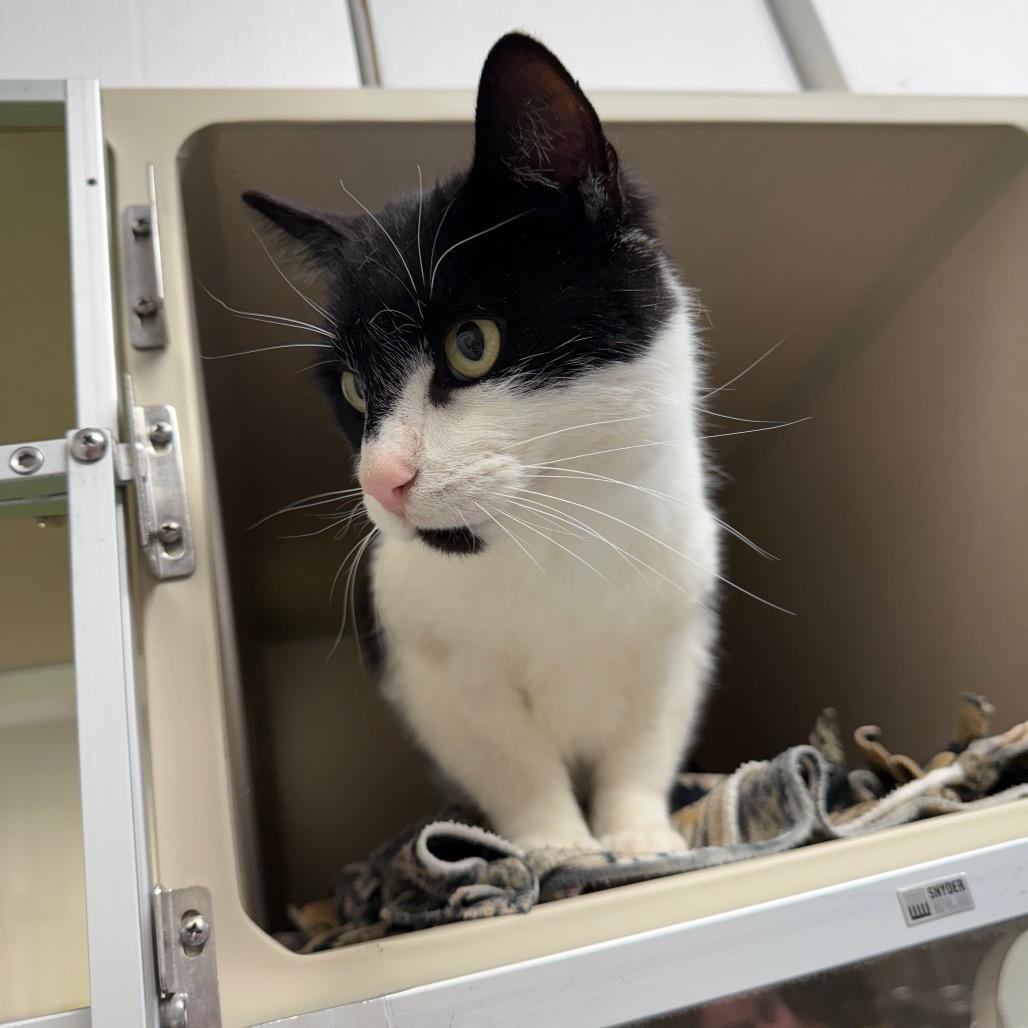 Enlarge Batman, a Adoptable American Shorthair in Great Falls, MT image 2/6