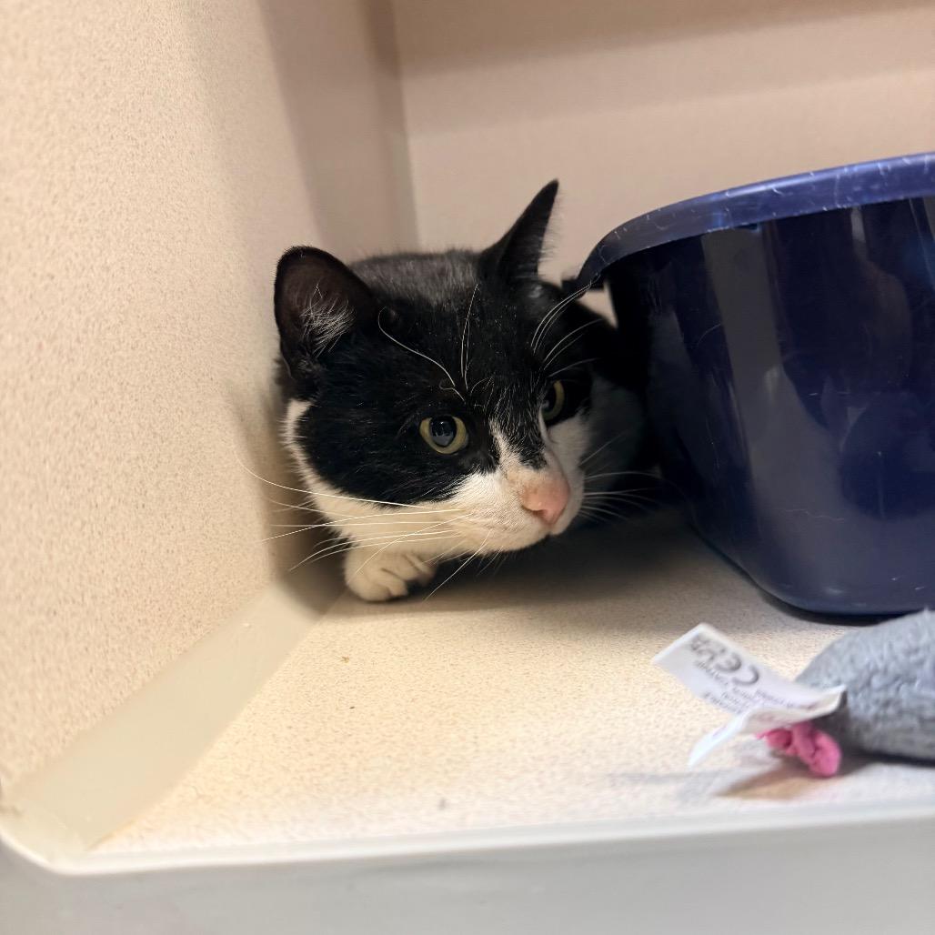 Enlarge Batman, a Adoptable American Shorthair in Great Falls, MT image 3/6