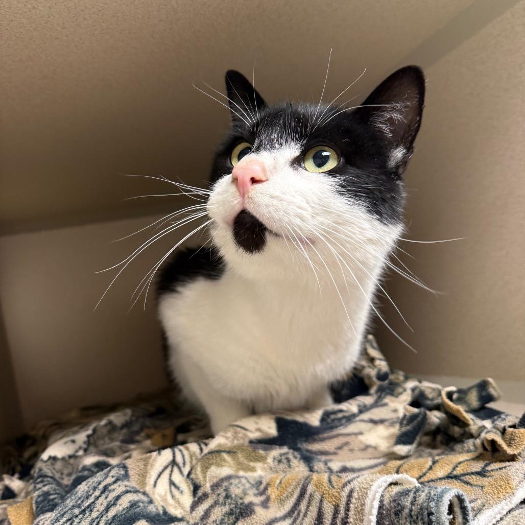 Enlarge Batman, a Adoptable American Shorthair in Great Falls, MT image 4/6