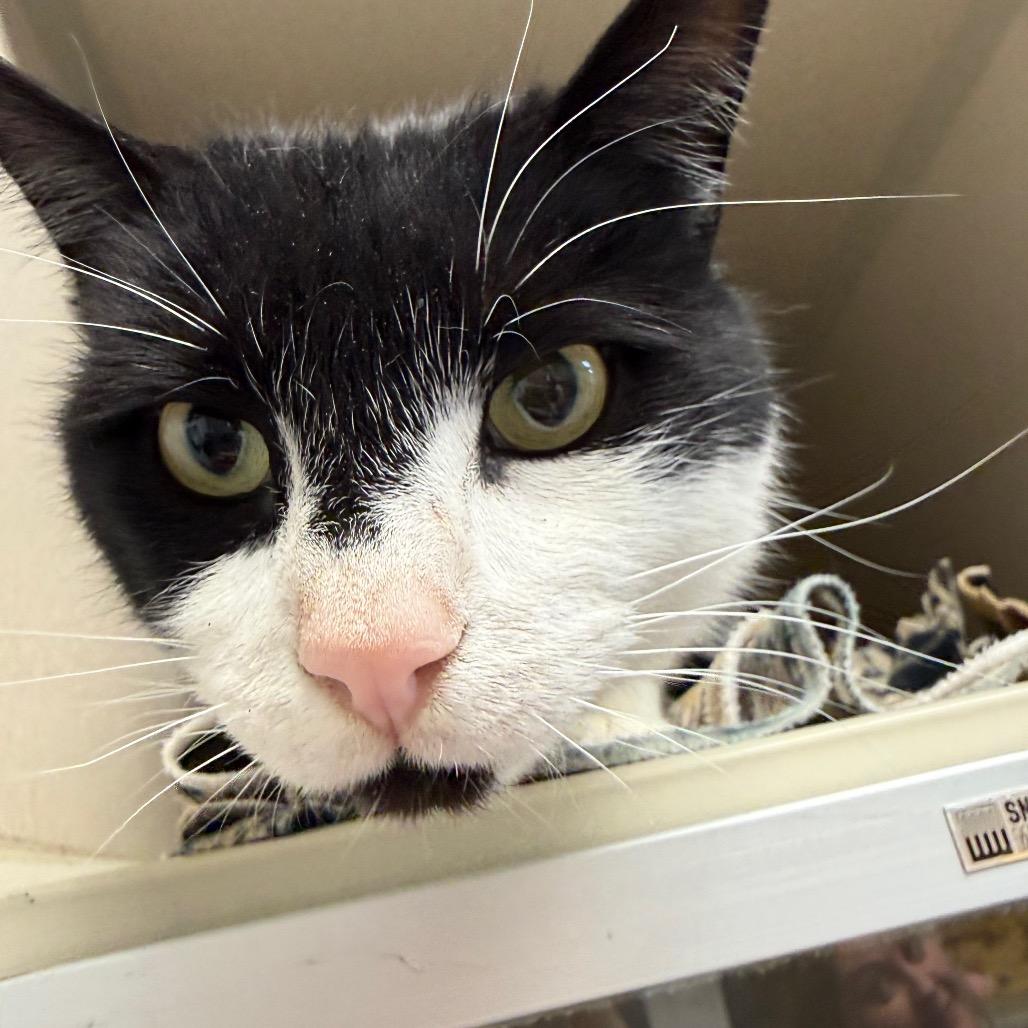 Enlarge Batman, a Adoptable American Shorthair in Great Falls, MT image 5/6