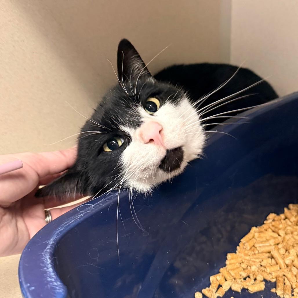 Enlarge Batman, a Adoptable American Shorthair in Great Falls, MT image 6/6