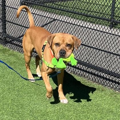 Enlarge Simba, a ADOPTABLE Mixed Breed in Westbrook, ME image 3/3