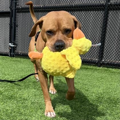 Enlarge Simba, a ADOPTABLE Mixed Breed in Westbrook, ME image 2/3