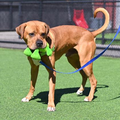 Simba, ADOPTABLE, Adult Male Mixed Breed.