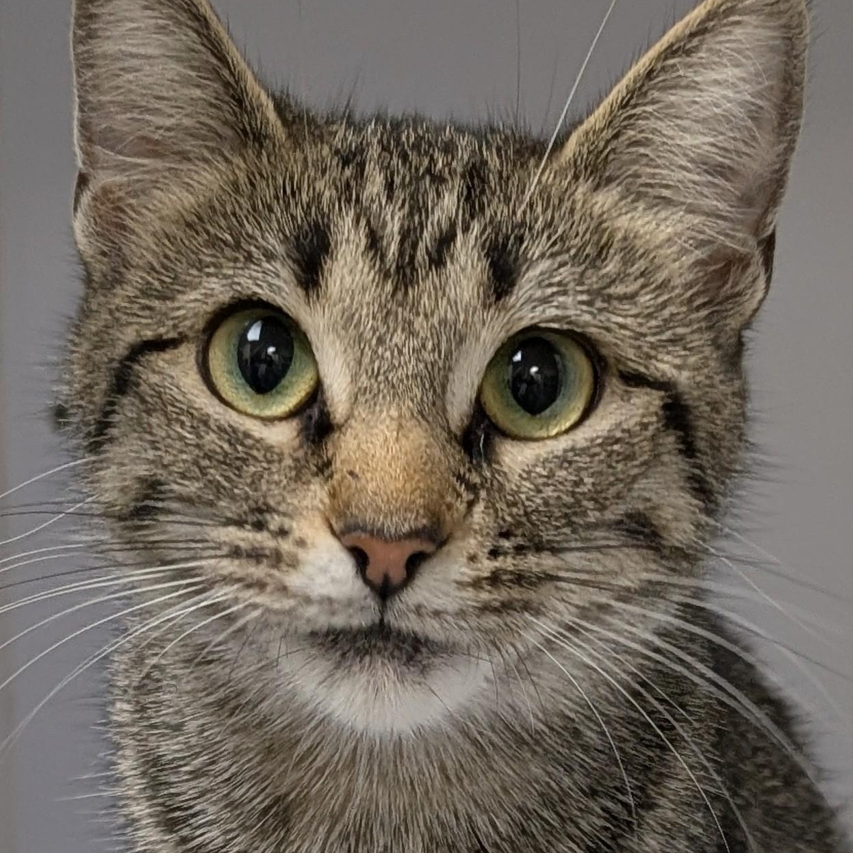 Paddy, adopted, Young Female Domestic Short Hair.