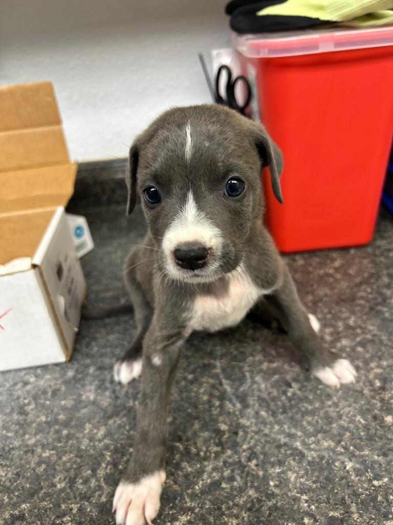 Enlarge Daisy, a Adoptable mixed breed in Lockhart, TX image 1/1