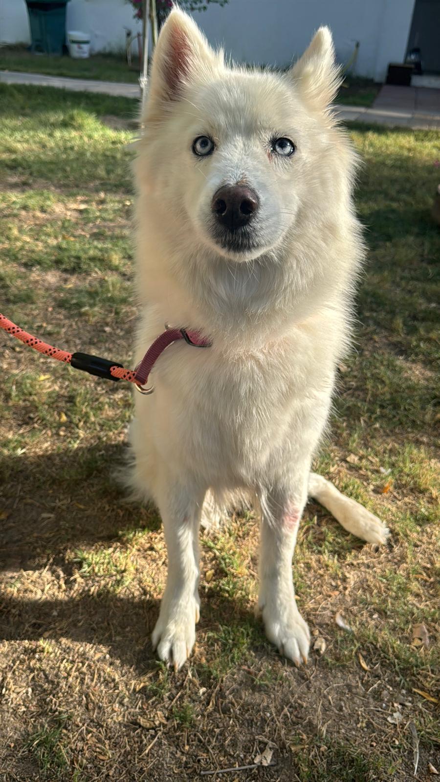Dinar, an adoptable Siberian Husky in New York, NY image 2/5
