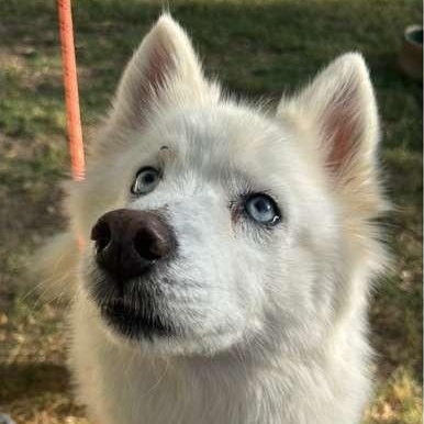 Dinar, an adoptable Siberian Husky in New York, NY image 1/5