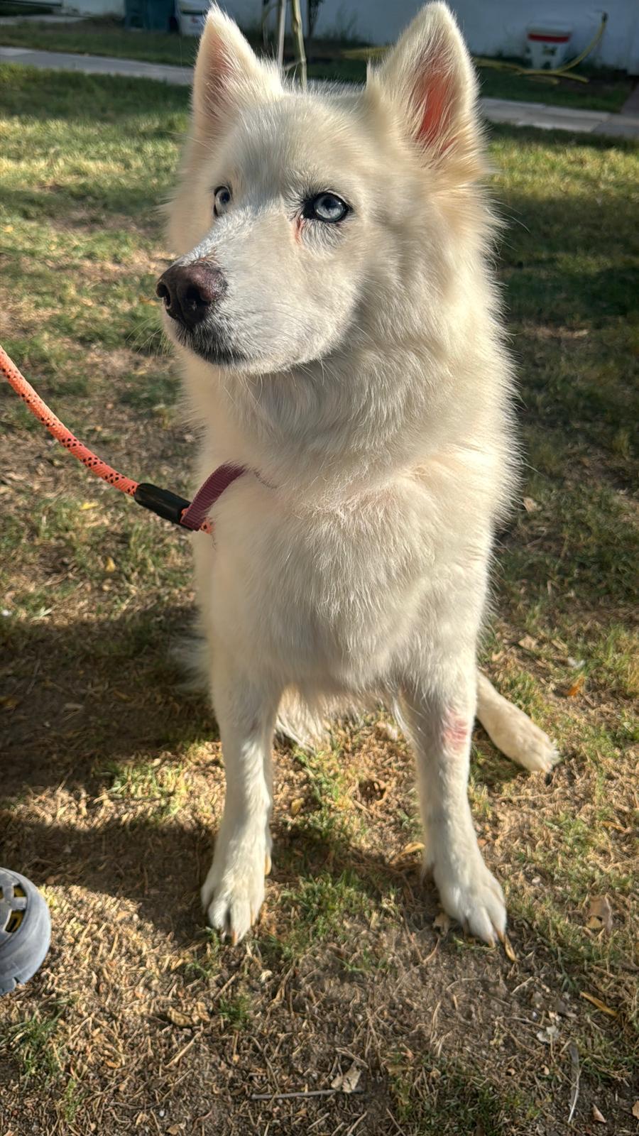 Dinar, an adoptable Siberian Husky in New York, NY image 3/5