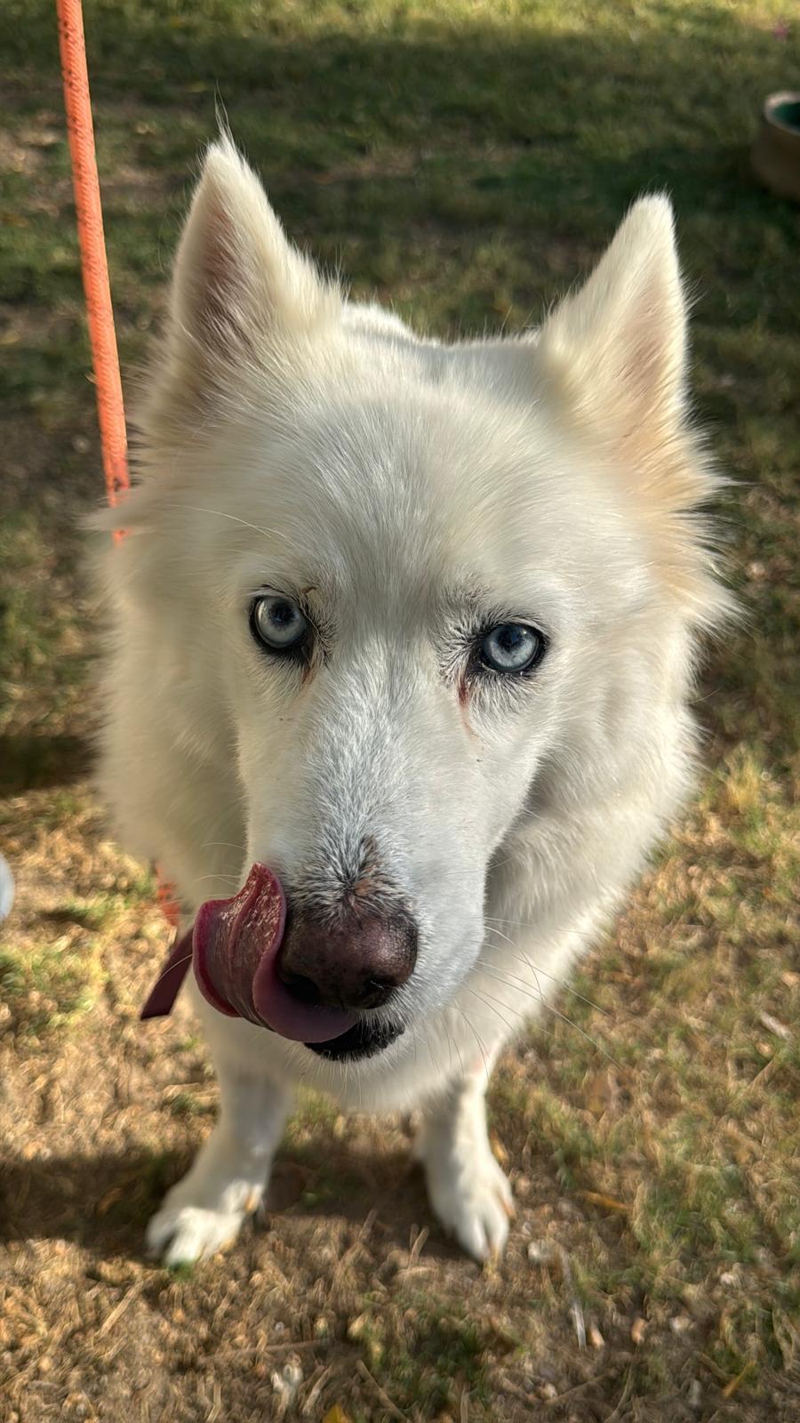 Dinar, an adoptable Siberian Husky in New York, NY image 5/5