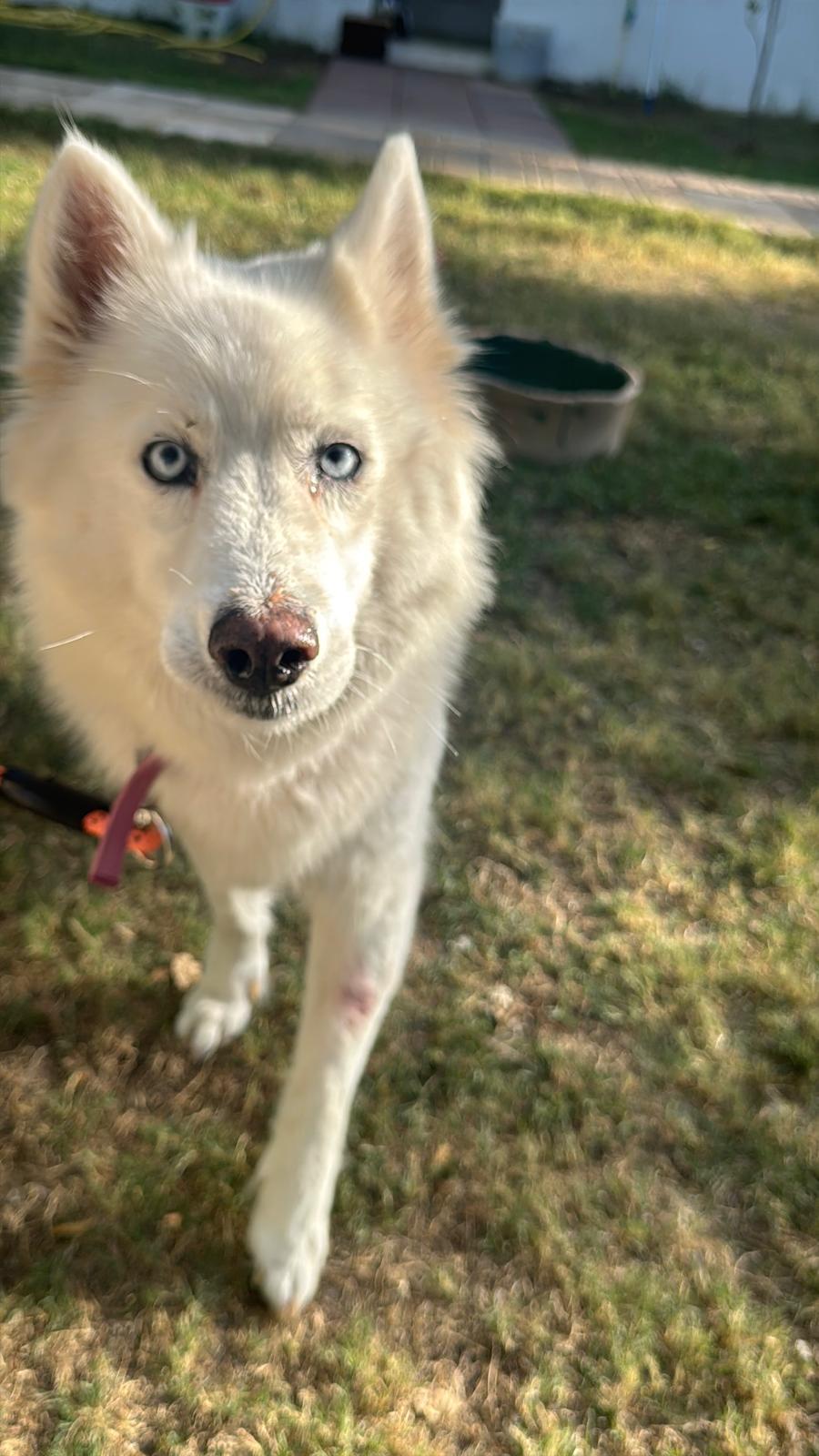 Dinar, an adoptable Siberian Husky in New York, NY image 4/5