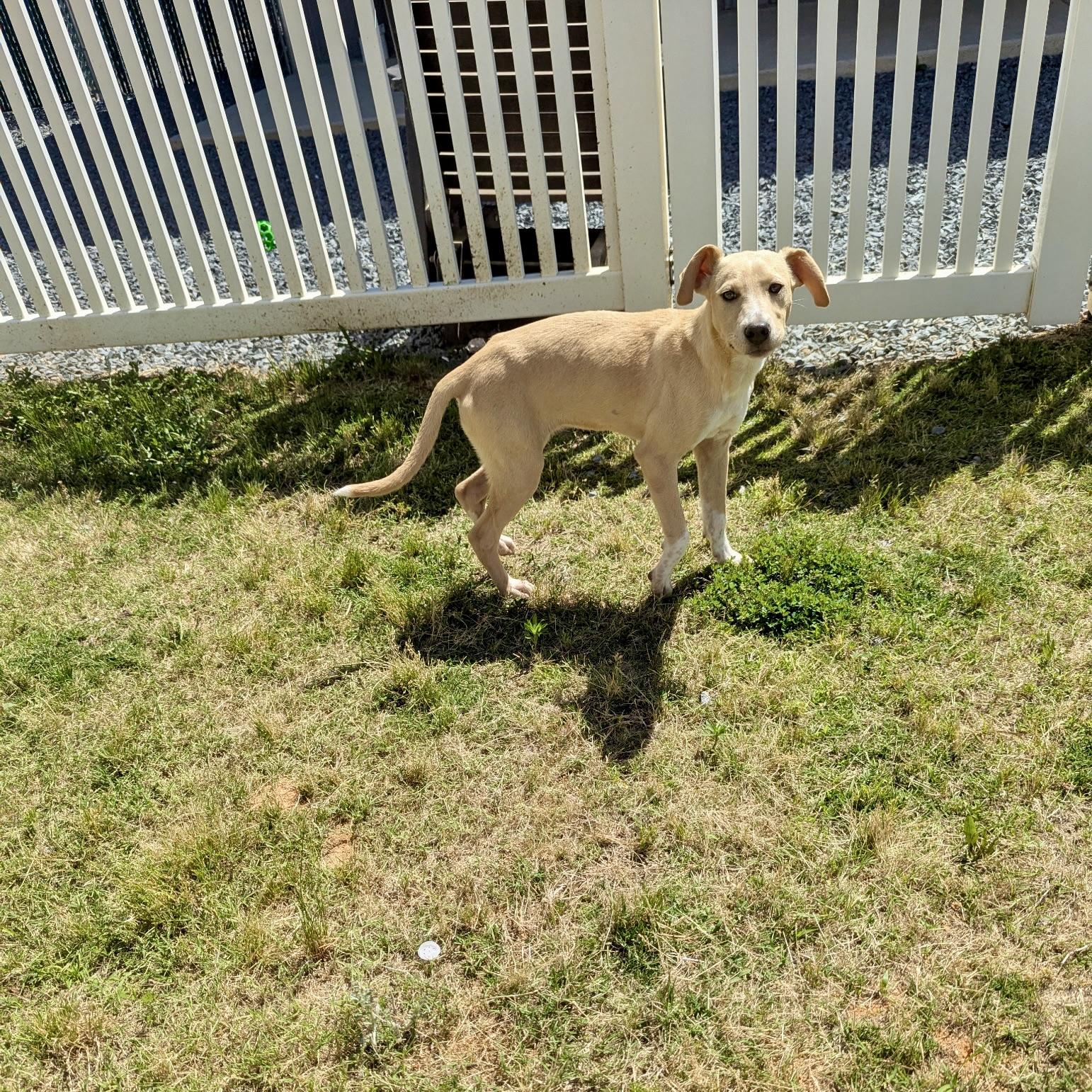 Jacklynn, a Adoptable mixed breed in Paramus, NJ image 3/6