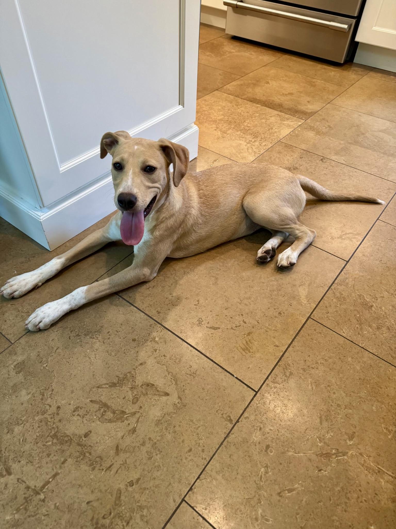 Jacklynn, a Adoptable mixed breed in Paramus, NJ image 4/6