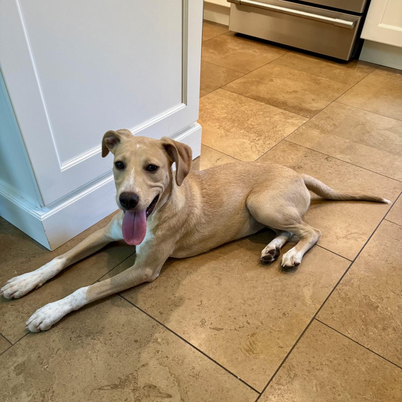 Enlarge Jacklynn, a Adoptable mixed breed in Paramus, NJ image 4/6