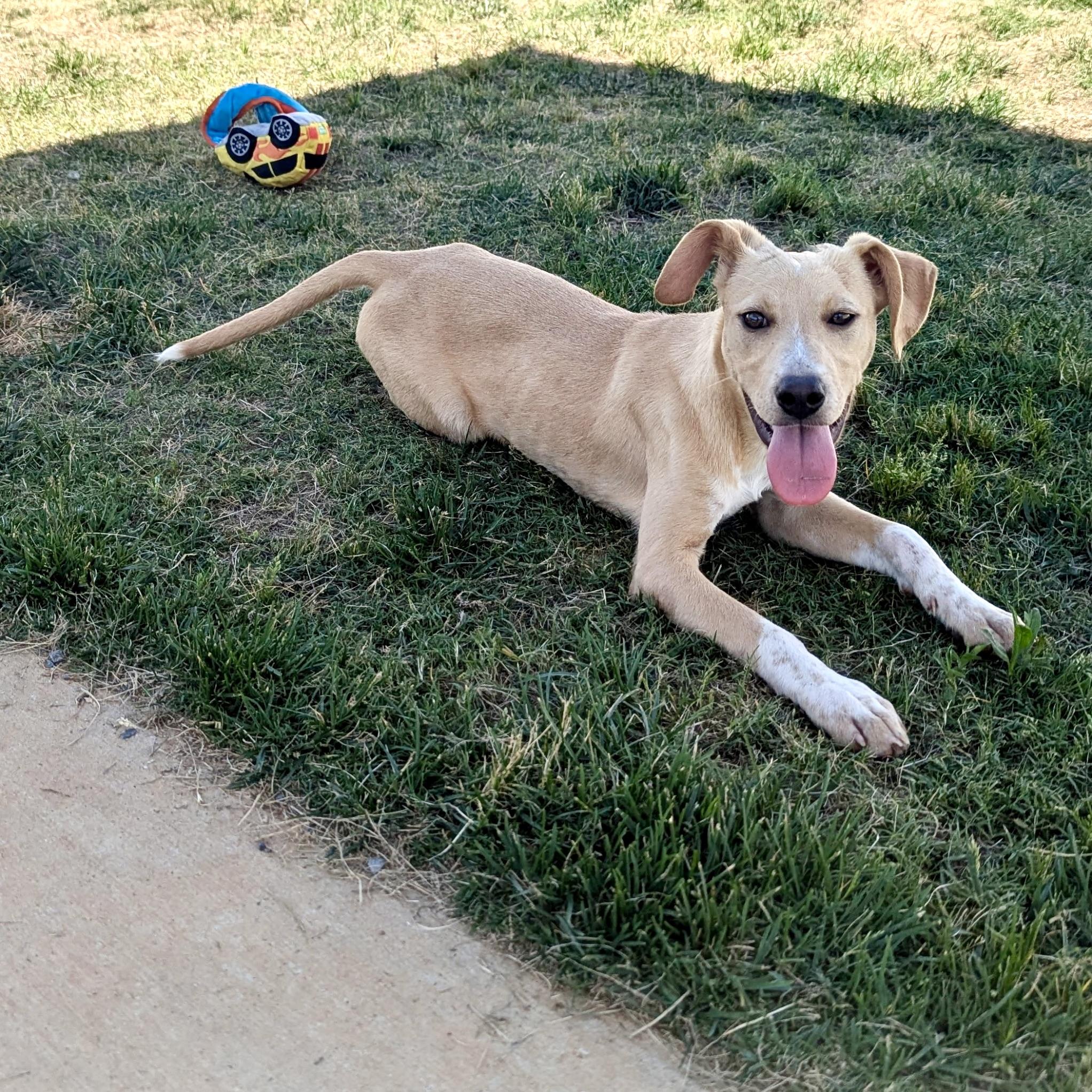 Jacklynn, a Adoptable mixed breed in Paramus, NJ image 6/6