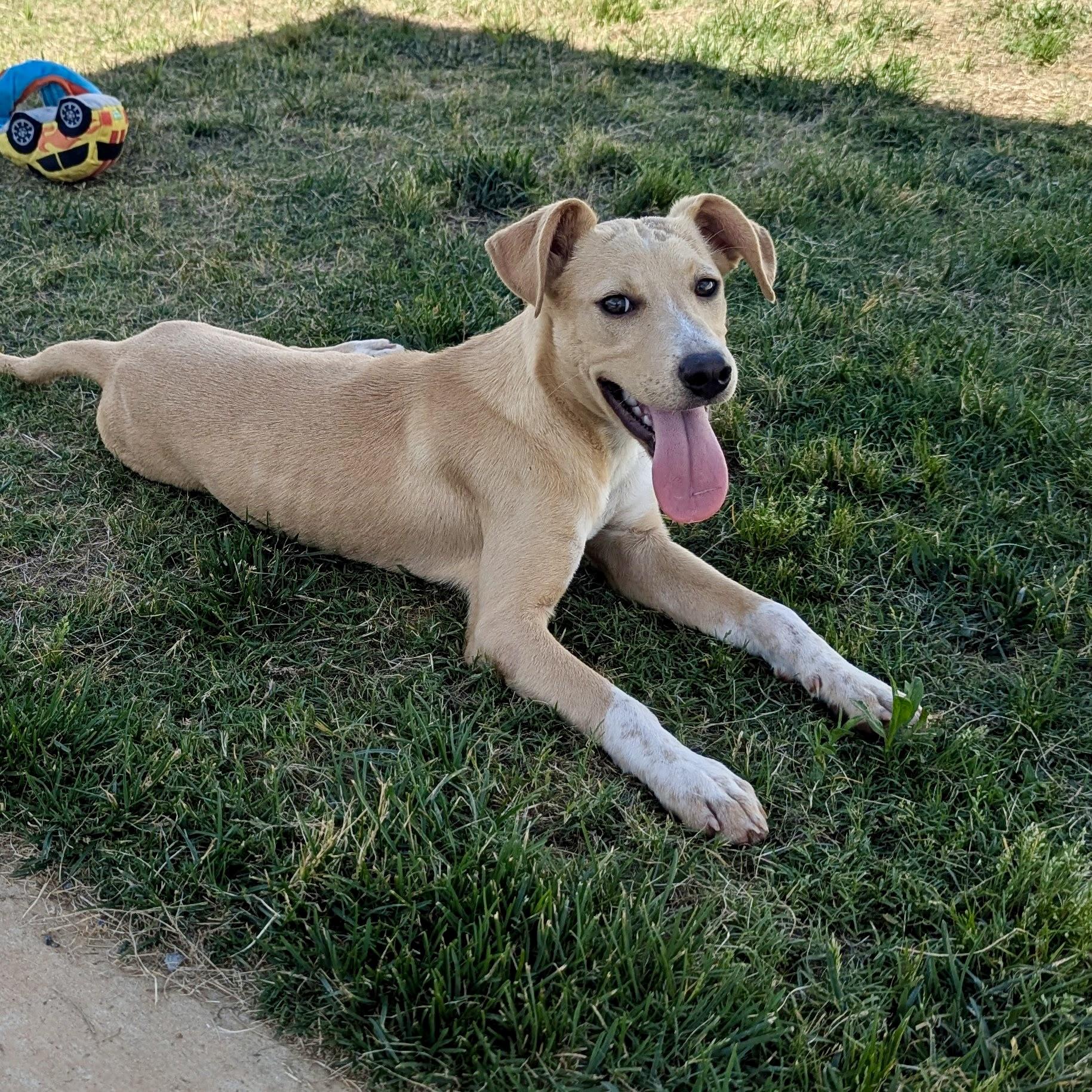 Jacklynn, a Adoptable mixed breed in Paramus, NJ image 4/6