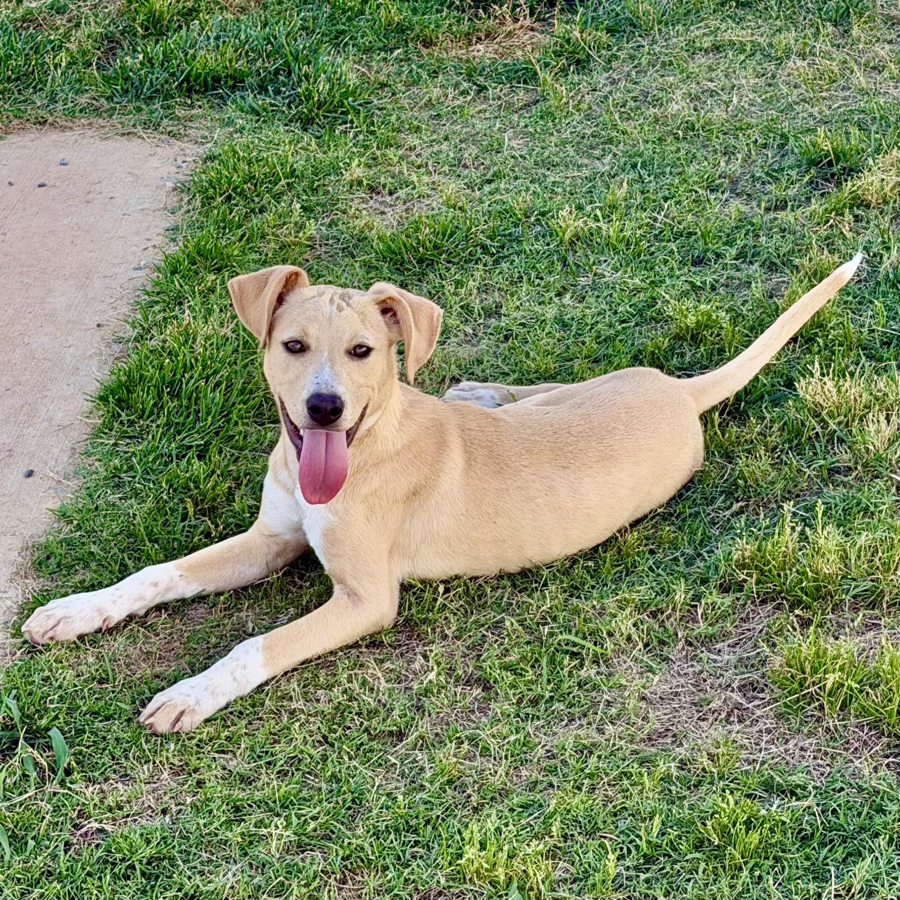Jacklynn, a Adoptable mixed breed in Paramus, NJ image 1/6